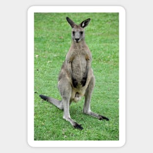 Australie - Newcastle, Kangourou Sticker